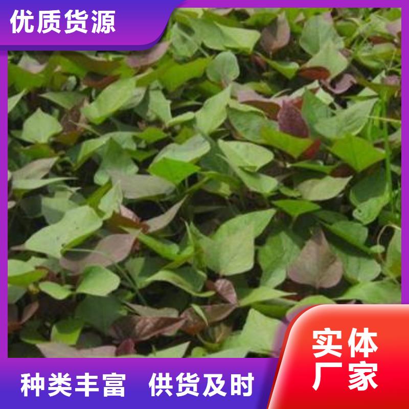 广东省现货充足《乐农》鲜食型紫薯苗多少钱一棵