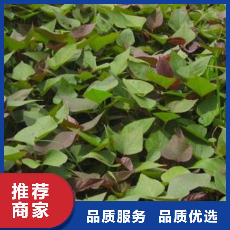安徽省品质保障价格合理《乐农》紫地瓜苗子什么时候种