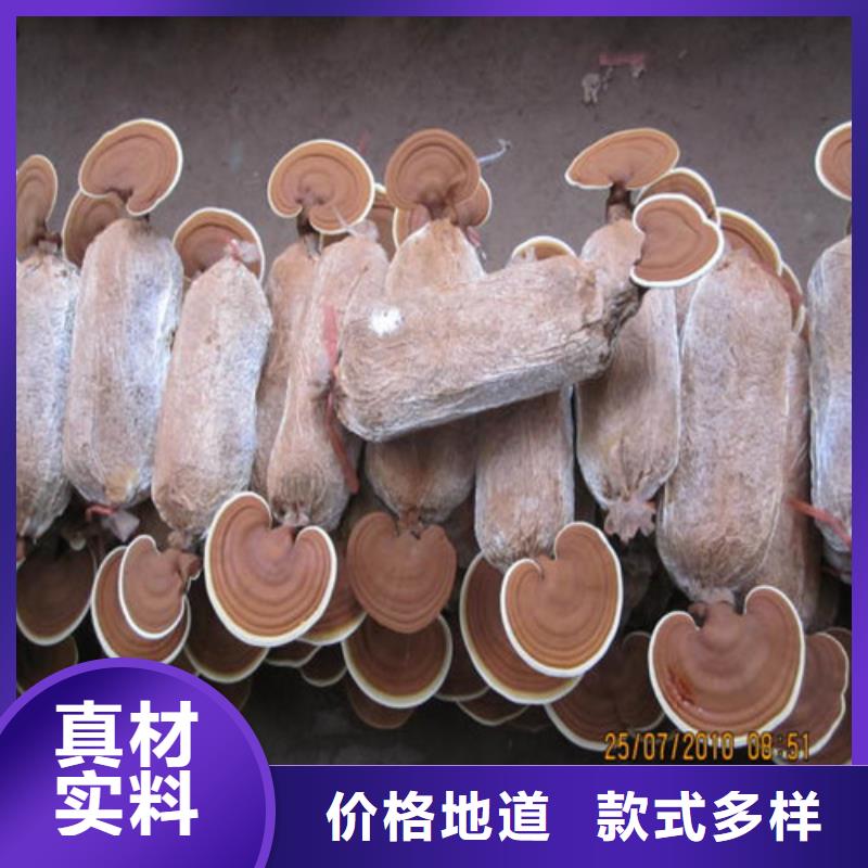 【靈芝孢子粉靈芝切片采購】