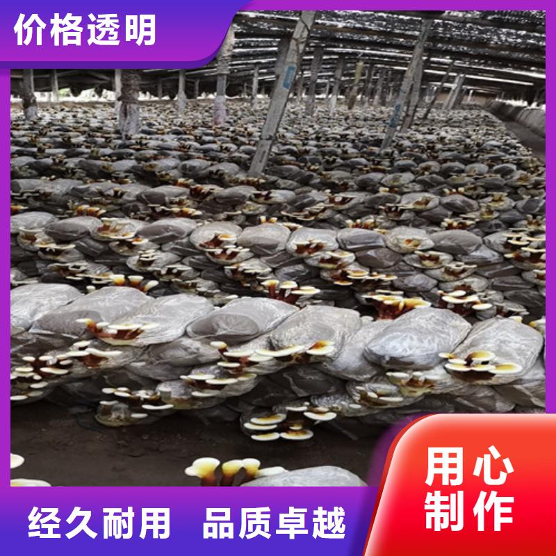 【靈芝孢子粉靈芝切片采購】