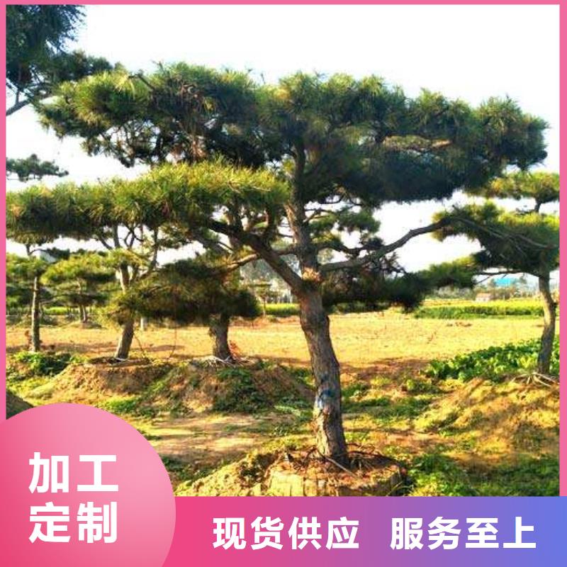 造型松_盆景工艺层层把关