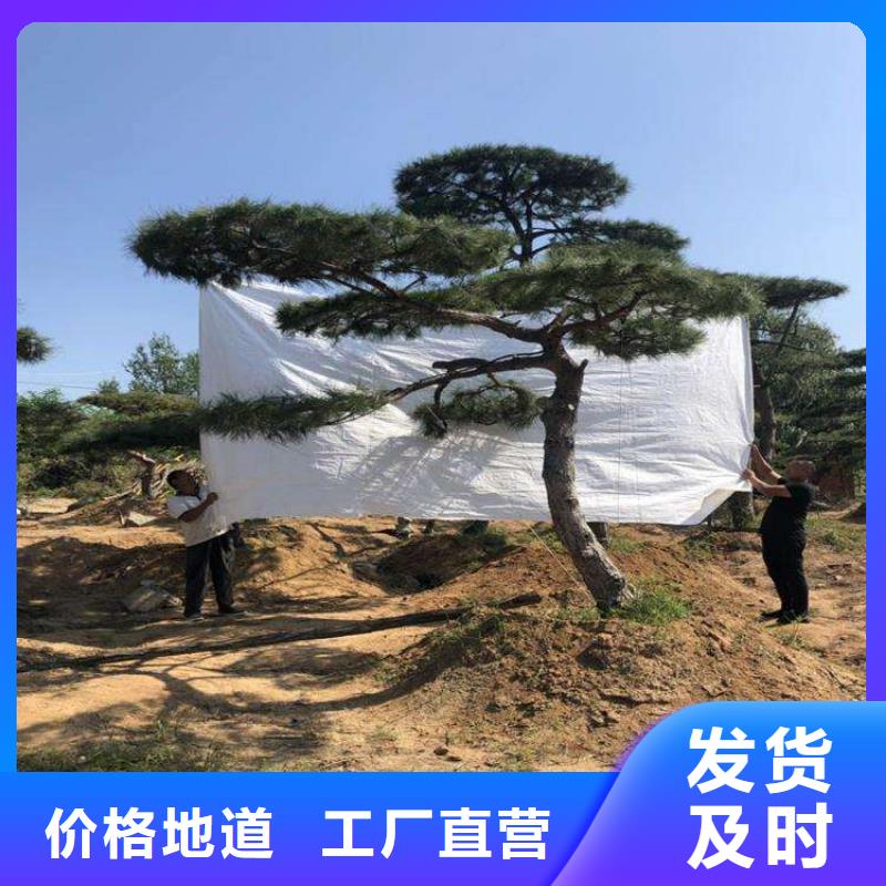 造型松對質量負責