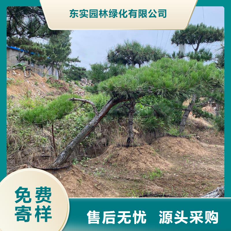 造型松對(duì)質(zhì)量負(fù)責(zé)