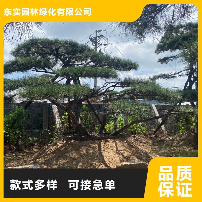 <东实>临高县造型景松质量可靠的厂家