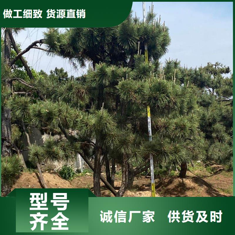 <东实>琼中县造型油松非标定制