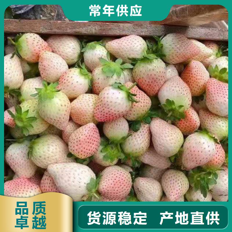 吉林省直销厂家[兴业]红颜草莓苗