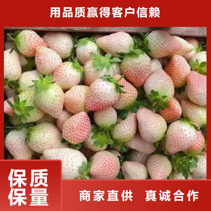 粉玉草莓苗