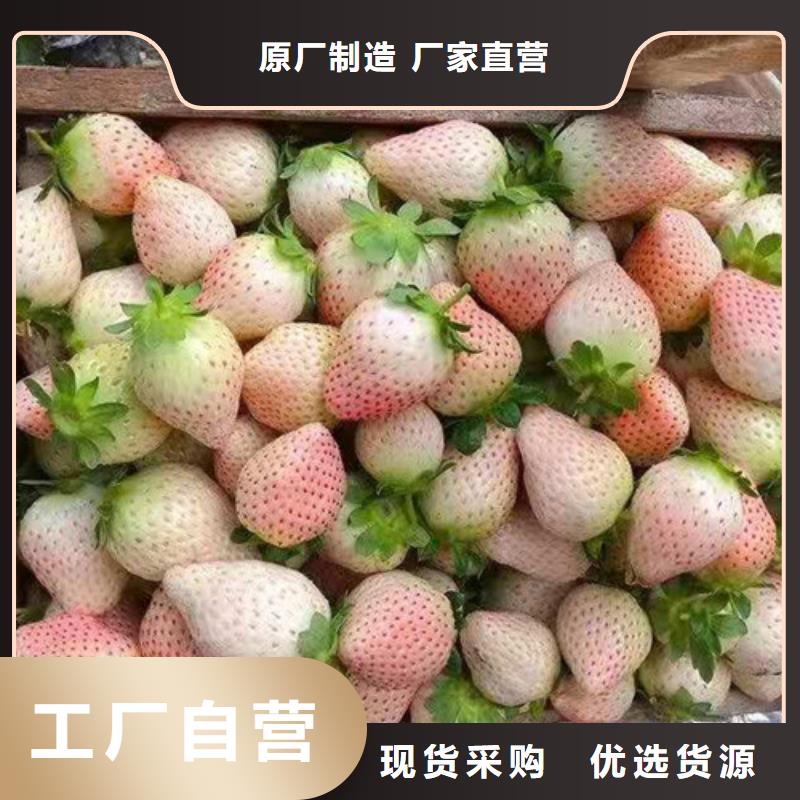 京郊小白草莓苗