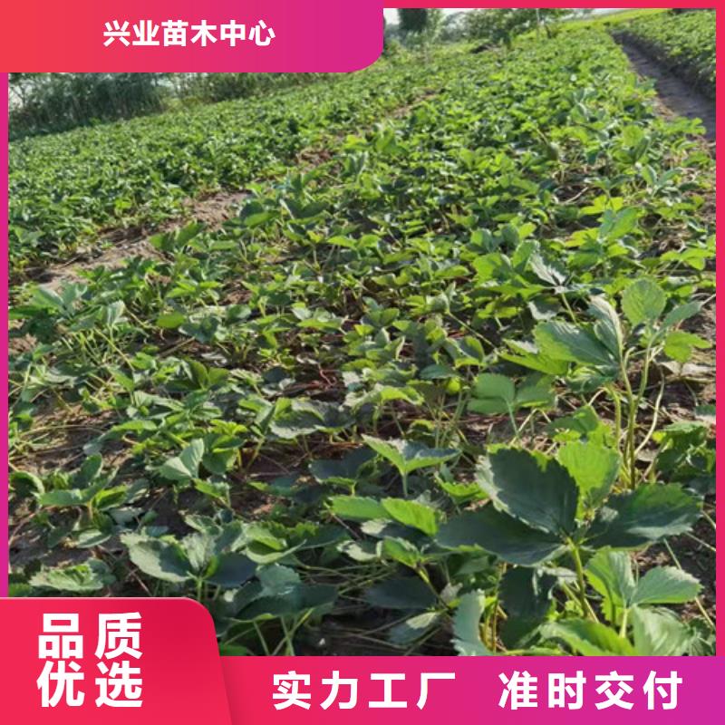 定制【兴业】粉玉草莓苗