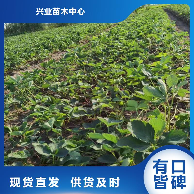 安徽省咨询(兴业)香野草莓苗怎么买