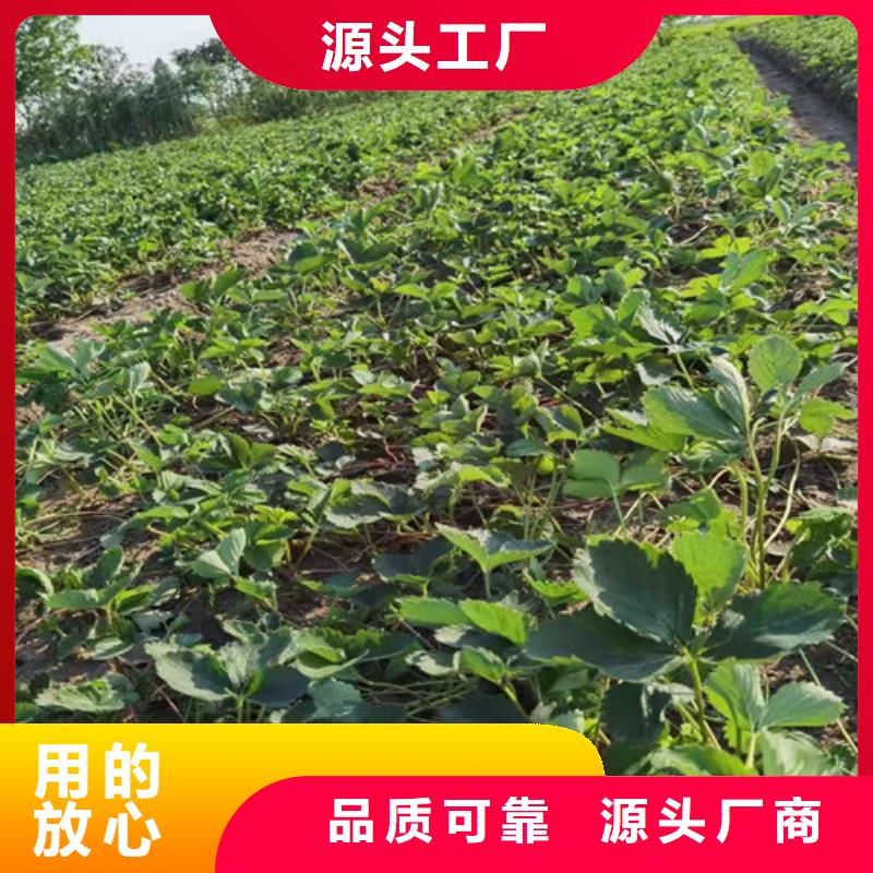 京郊小白草莓苗栽培时间