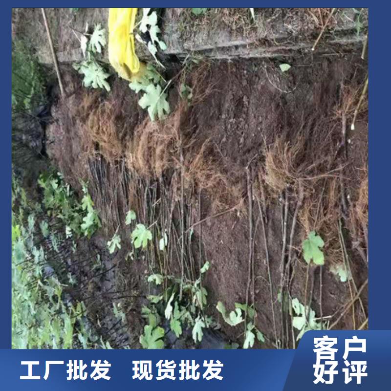 無花果,草莓苗省心又省錢
