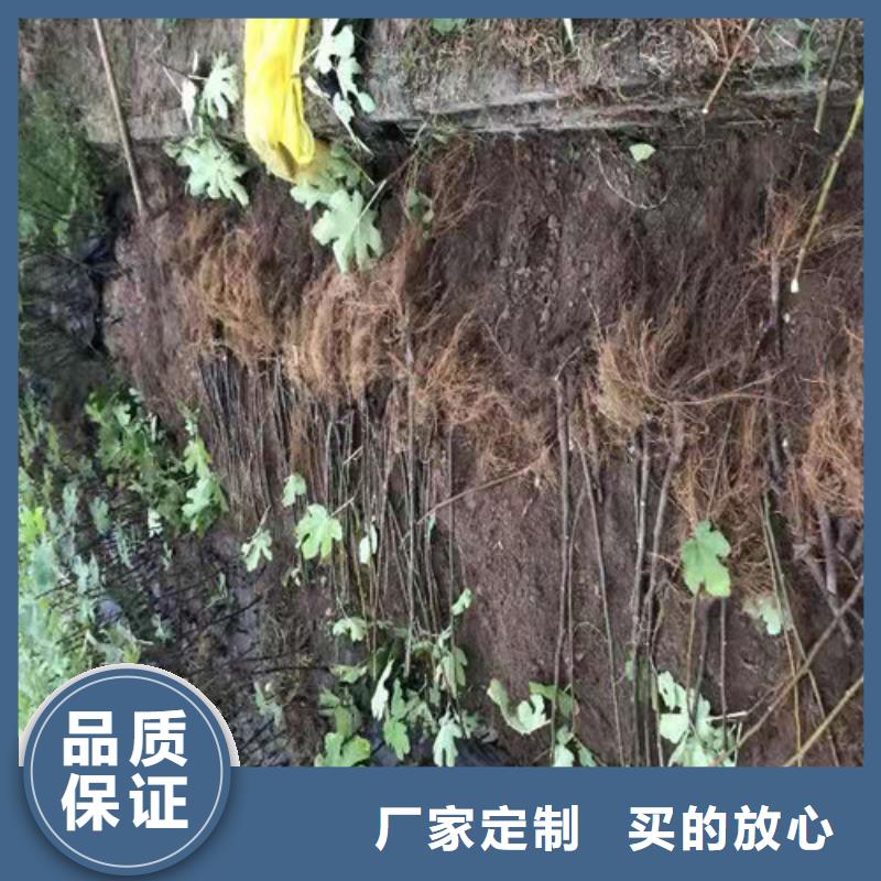 无花果棠梨苗发货迅速