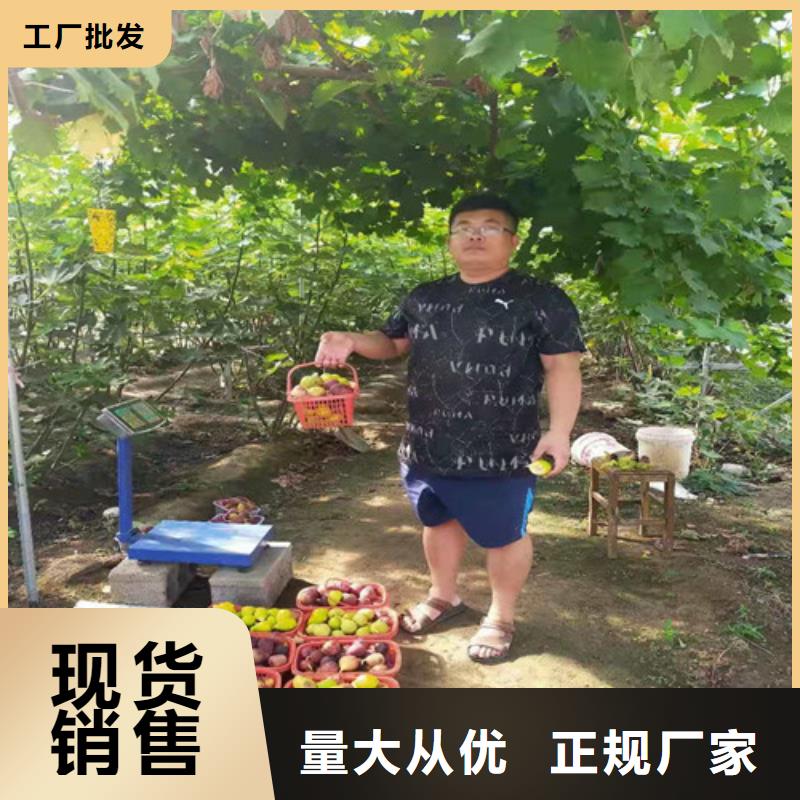 無花果櫻桃樹苗快速生產(chǎn)