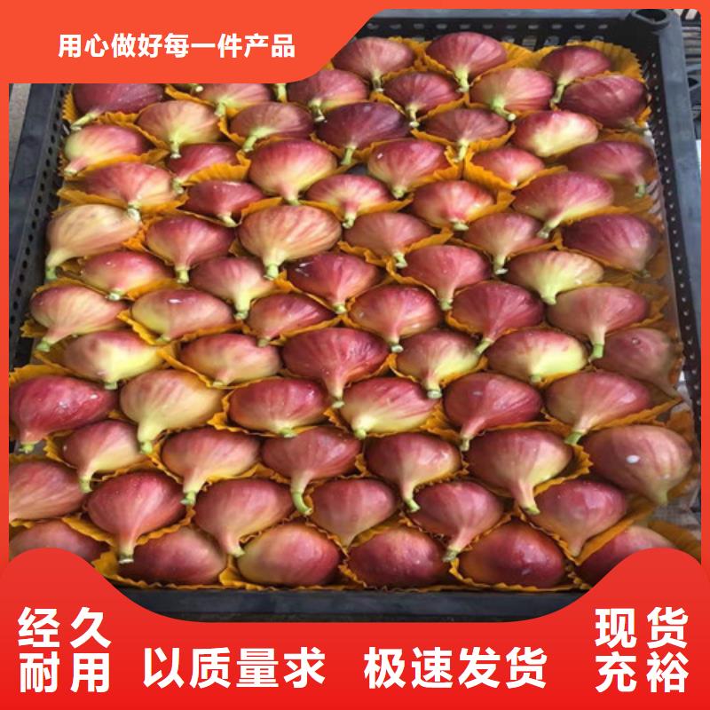 【無花果】梨樹苗用心細(xì)節(jié)