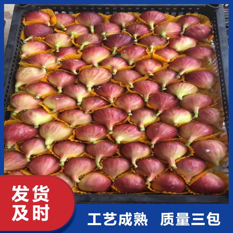 【無花果板栗苗源頭廠家來圖定制】