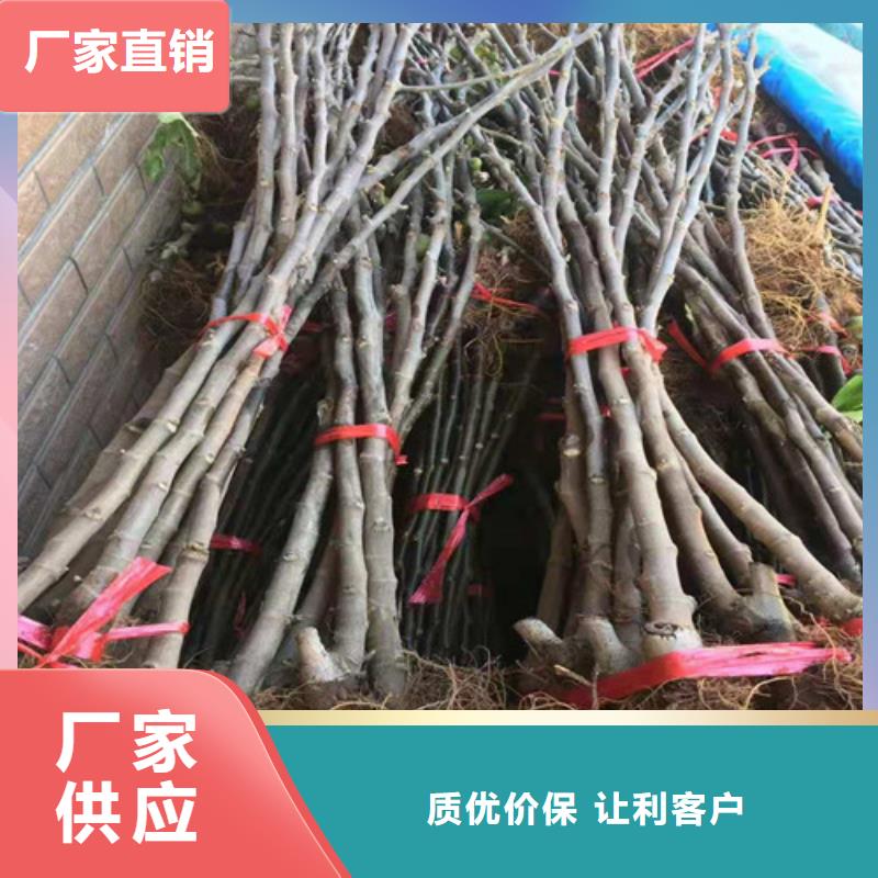 无花果枣树苗精选好货