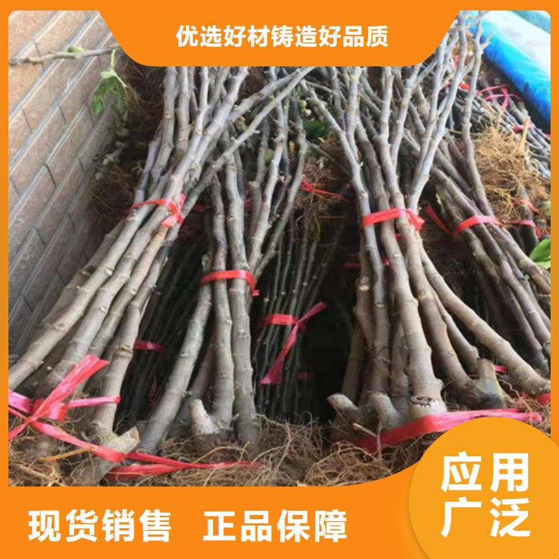 【無花果】梨樹苗用心細(xì)節(jié)