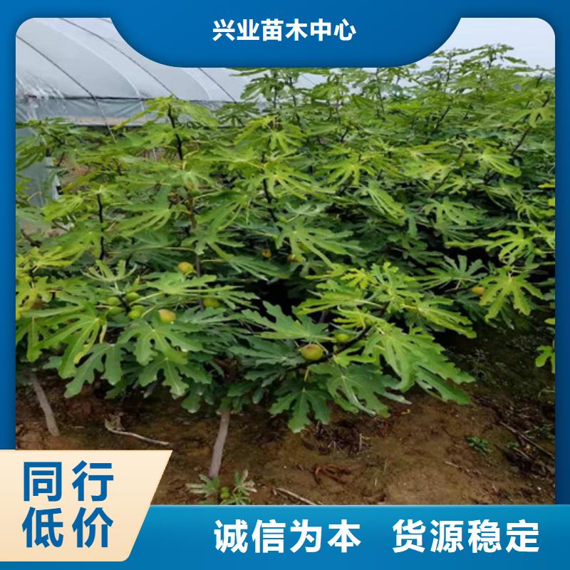 無花果車厘子苗好品質用的放心