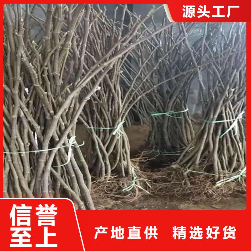 無花果櫻桃樹苗快速生產