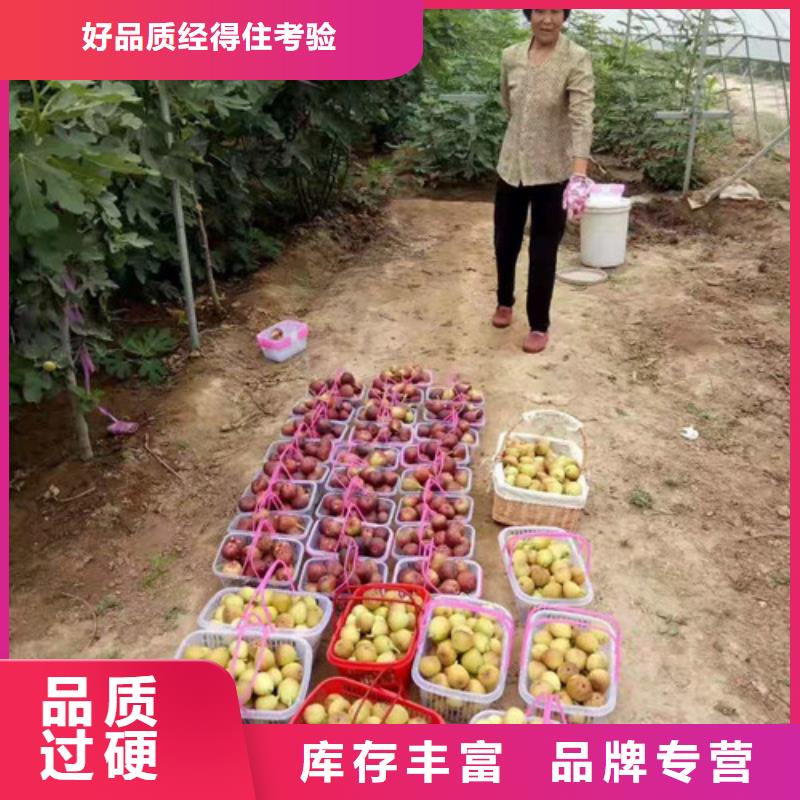 【無花果】梨樹苗用心細(xì)節(jié)
