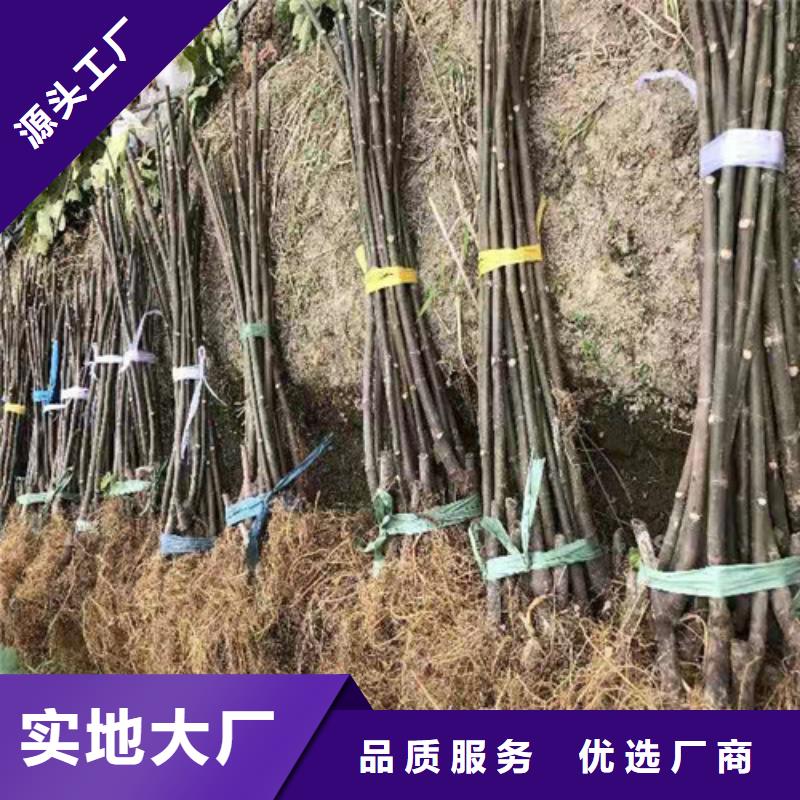 無(wú)花果板栗苗實(shí)力廠家