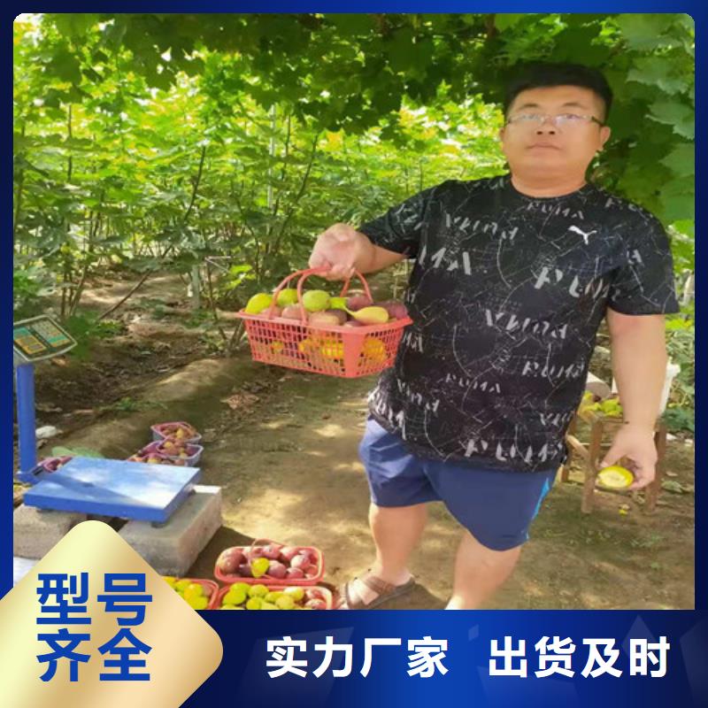【無花果】梨樹苗用心細(xì)節(jié)