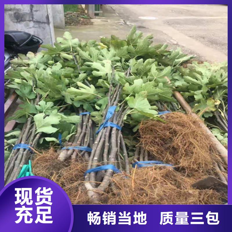 无花果枣树苗精选好货