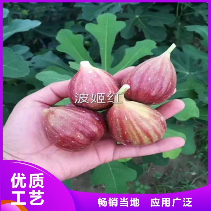 无花果嘎啦苹果苗厂家新品