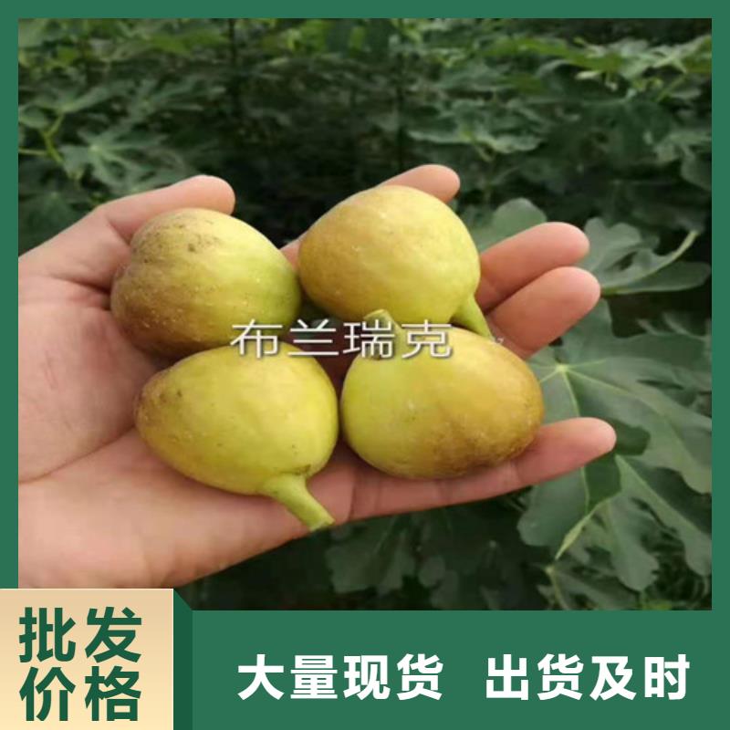 無(wú)花果板栗苗實(shí)力廠家