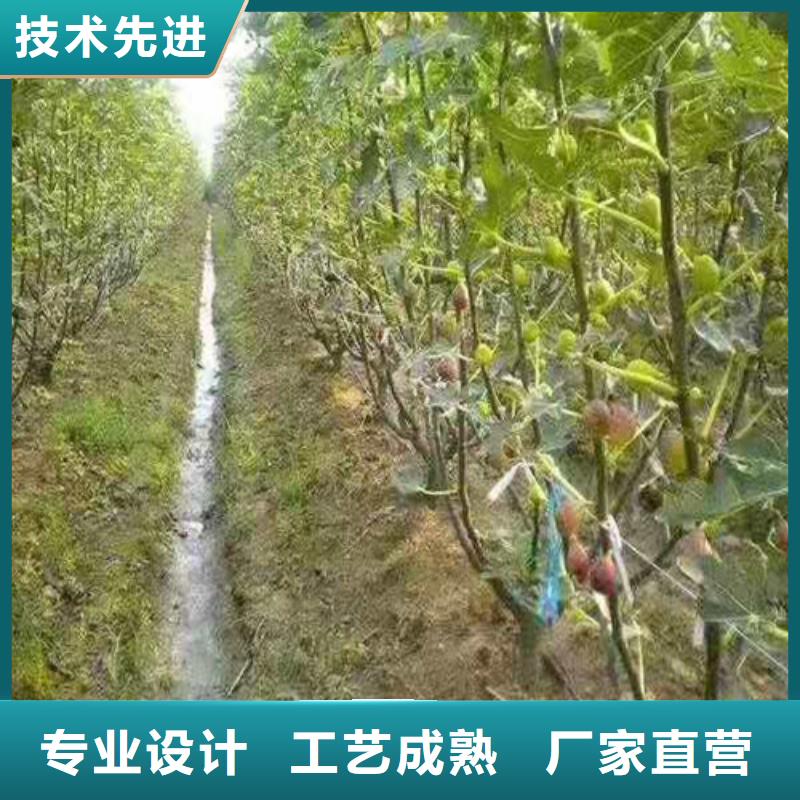 【無花果板栗苗源頭廠家來圖定制】