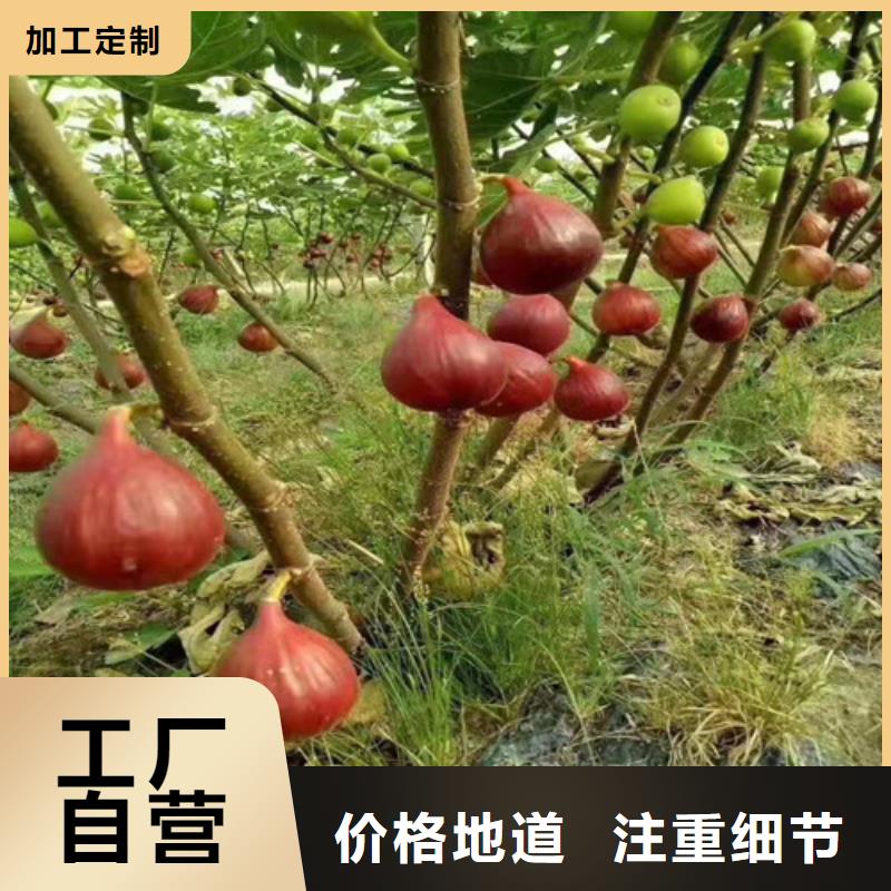 無(wú)花果板栗苗實(shí)力廠家