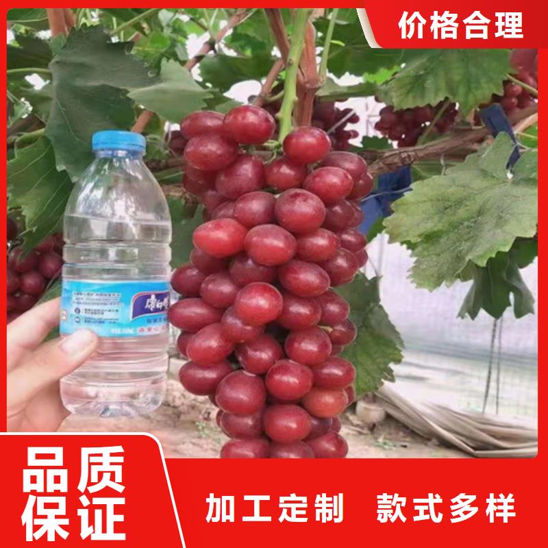 葡萄藍莓苗實體廠家支持定制