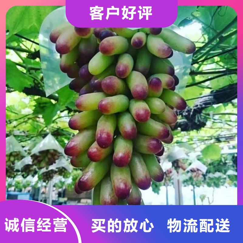 【葡萄】冬棗苗應用領域