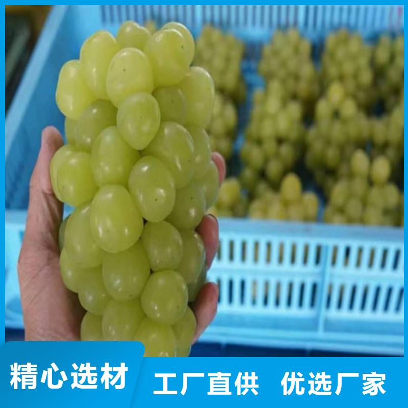 【葡萄】冬棗苗應用領域