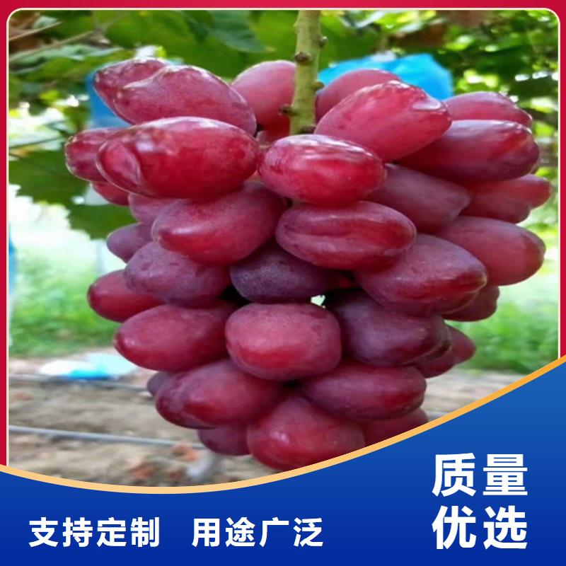 【葡萄梨樹苗支持大小批量采購】