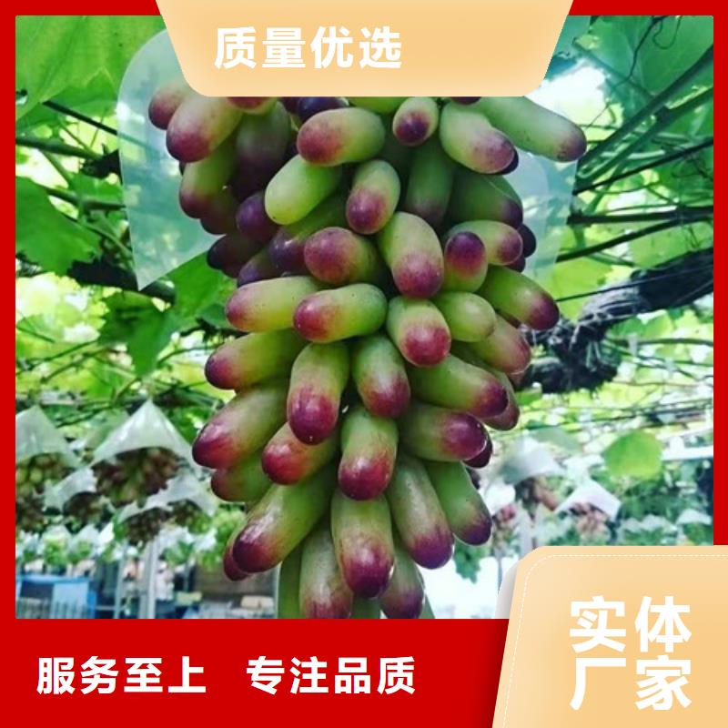 葡萄獼猴桃苗快捷物流