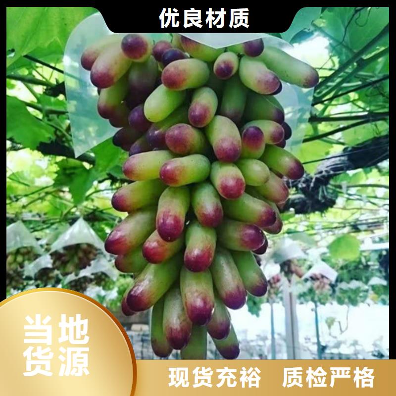 葡萄板栗树现货充足量大优惠