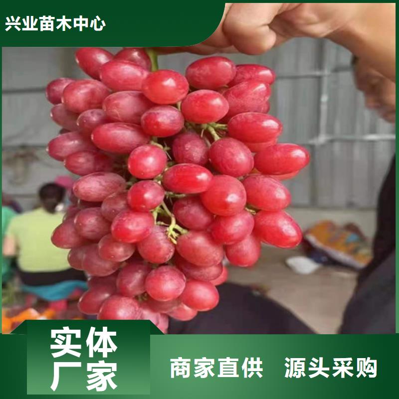 葡萄-水蜜桃苗滿足您多種采購需求