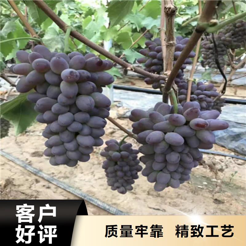 【葡萄_魯櫻三號櫻桃廠家直銷供貨穩定】