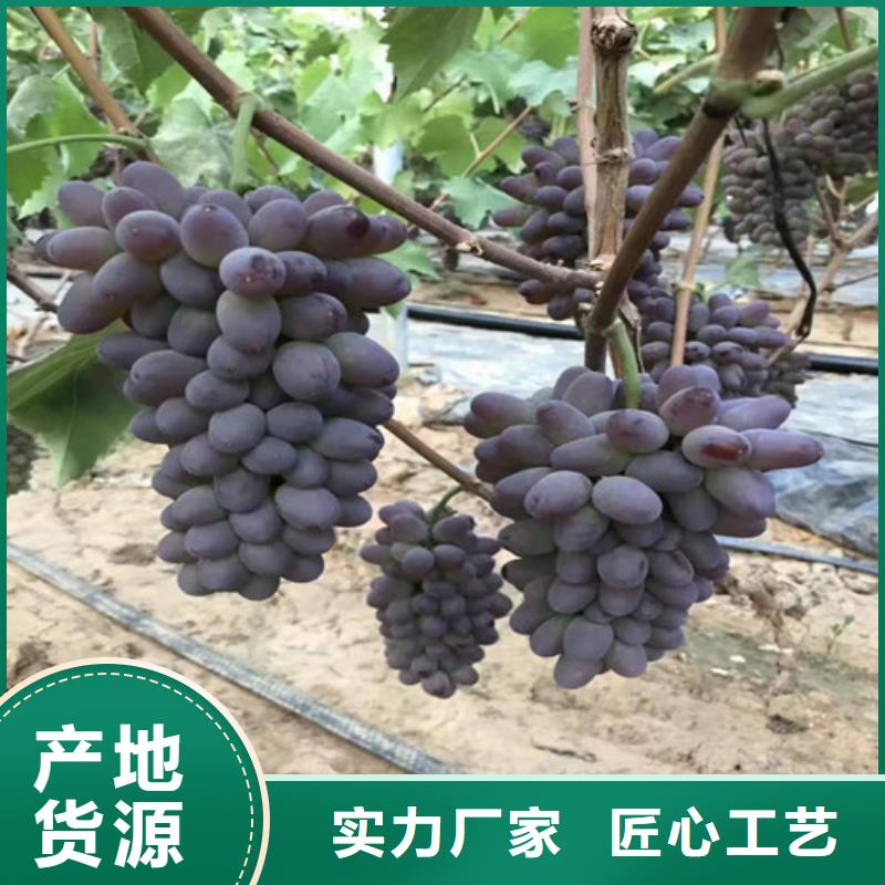 葡萄,黃金蜜桃苗同行低價