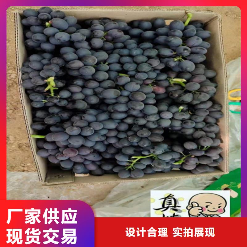 葡萄_蟠桃苗高質(zhì)量高信譽(yù)