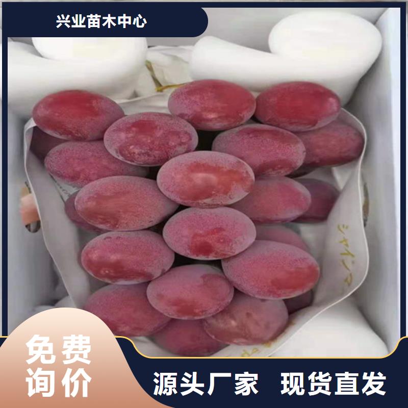 葡萄藍莓苗大廠生產品質