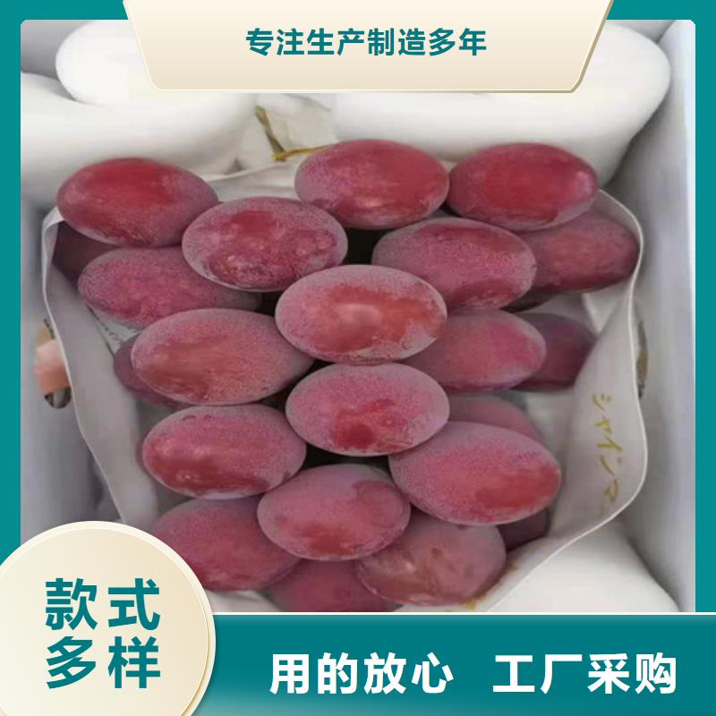葡萄藍莓苗實體廠家支持定制
