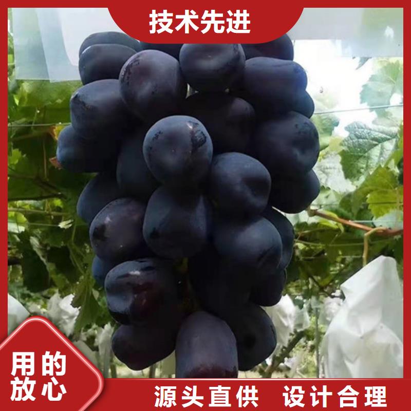 葡萄藍莓苗實體廠家支持定制