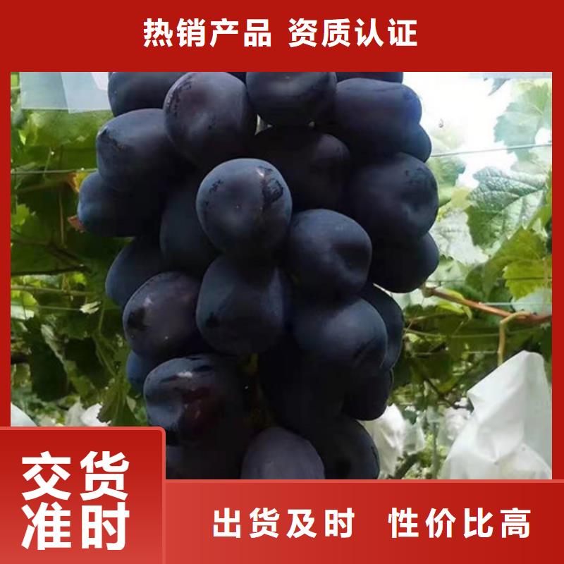 【葡萄_魯櫻三號櫻桃廠家直銷供貨穩定】