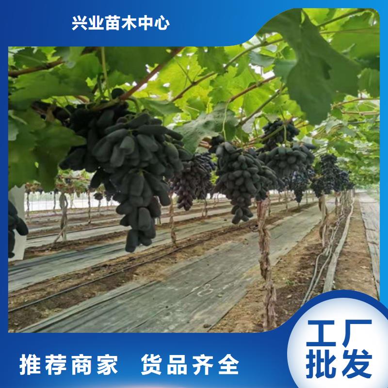 葡萄藍莓苗精工打造