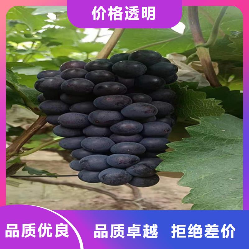 【葡萄】冬棗苗應用領域