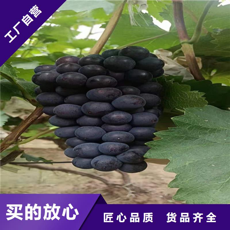 葡萄藍莓苗精工打造