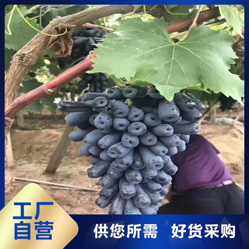 【葡萄】冬棗苗應用領域